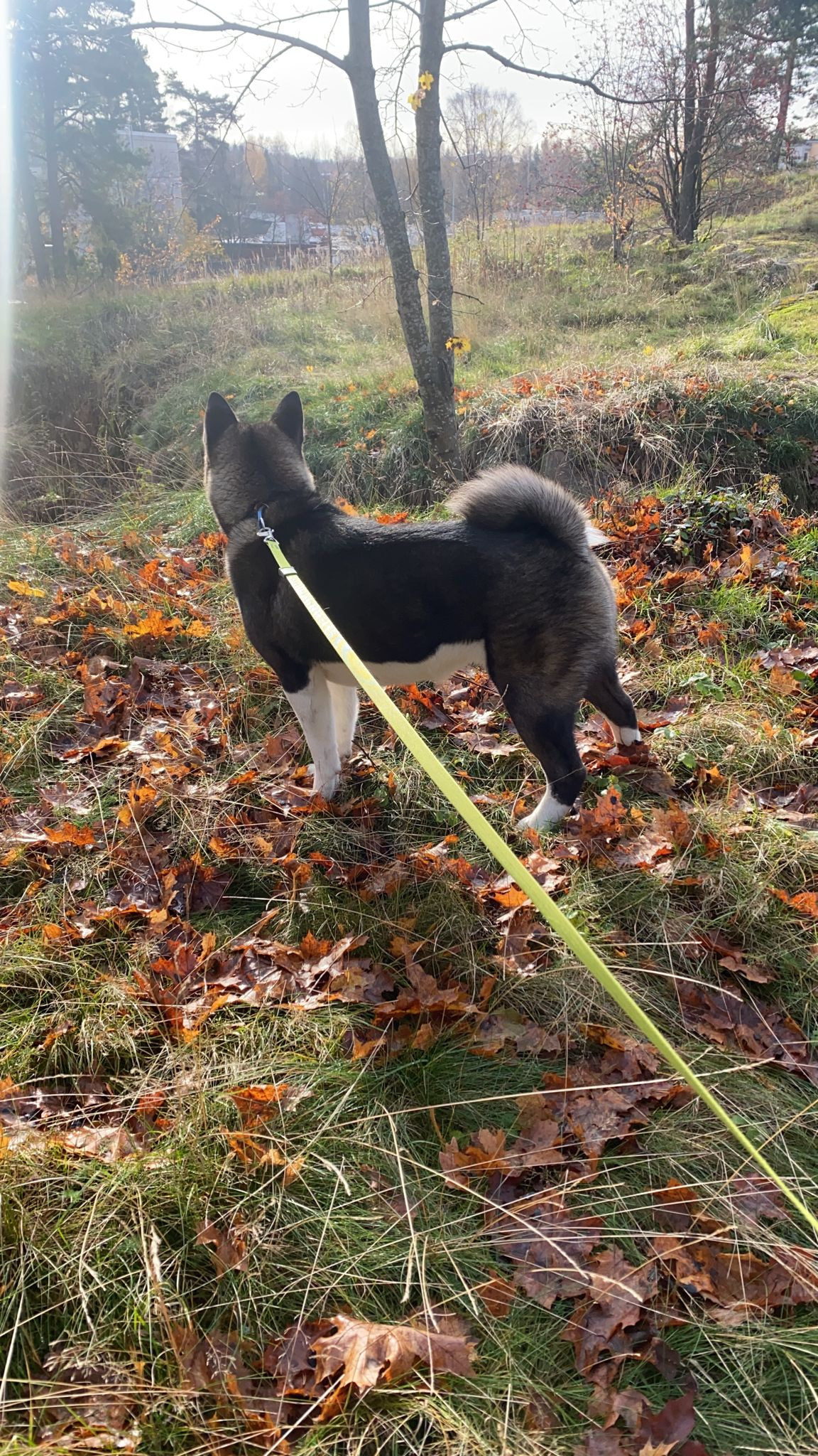 RUBYLIGHT GROZA * Мира. AMERICAN AKITA RUBYLIGHT KENNEL I SHIBA-INU