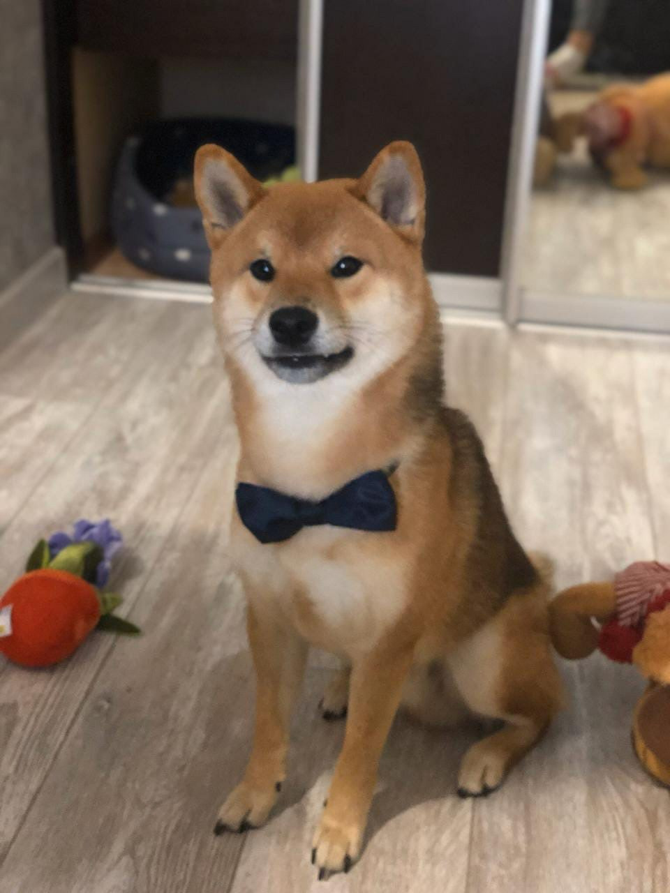 RUBYLIGHT DIN WINCHESTER. AMERICAN AKITA RUBYLIGHT KENNEL I SHIBA-INU