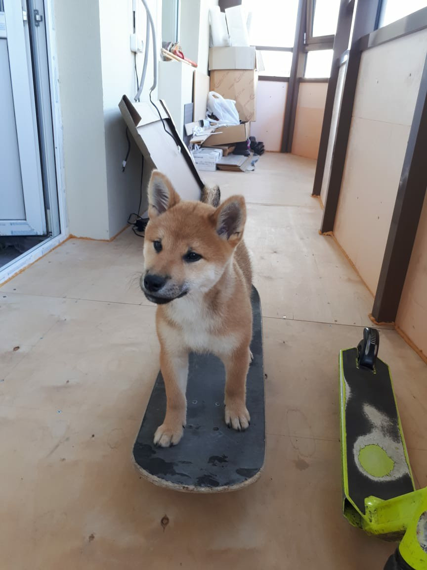 RUBYLIGHT DOLL * Долька (Отец: Хиро * HANDZIMEMESITE HIRO , Мать: Дэва * ZOLOTO PARTII DEVANA GODDESS OF HUNT) сиба