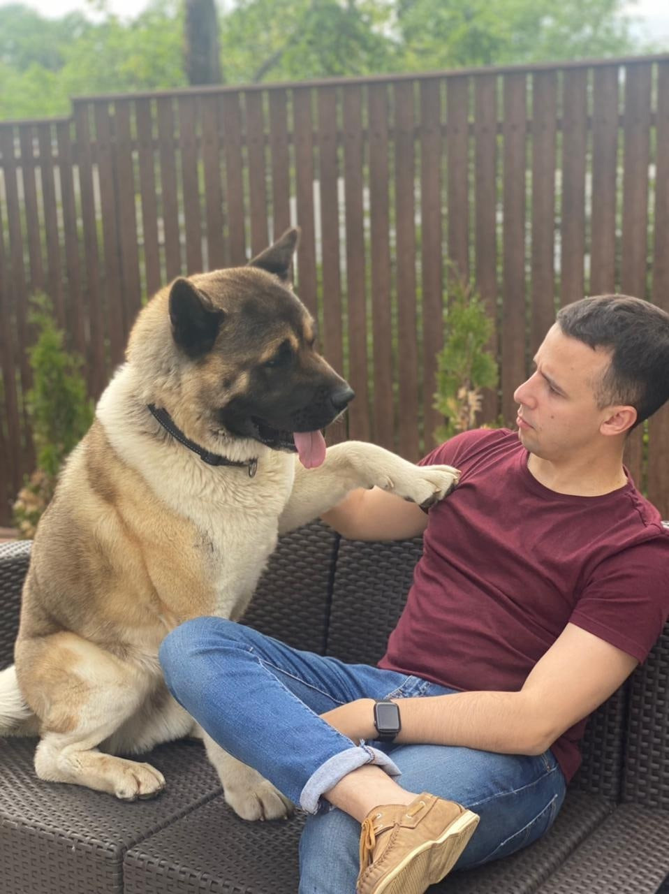 Американская акита питомник RUBYLIGHT. Американская акита I Сиба ину I Питомник RUBYLIGHT