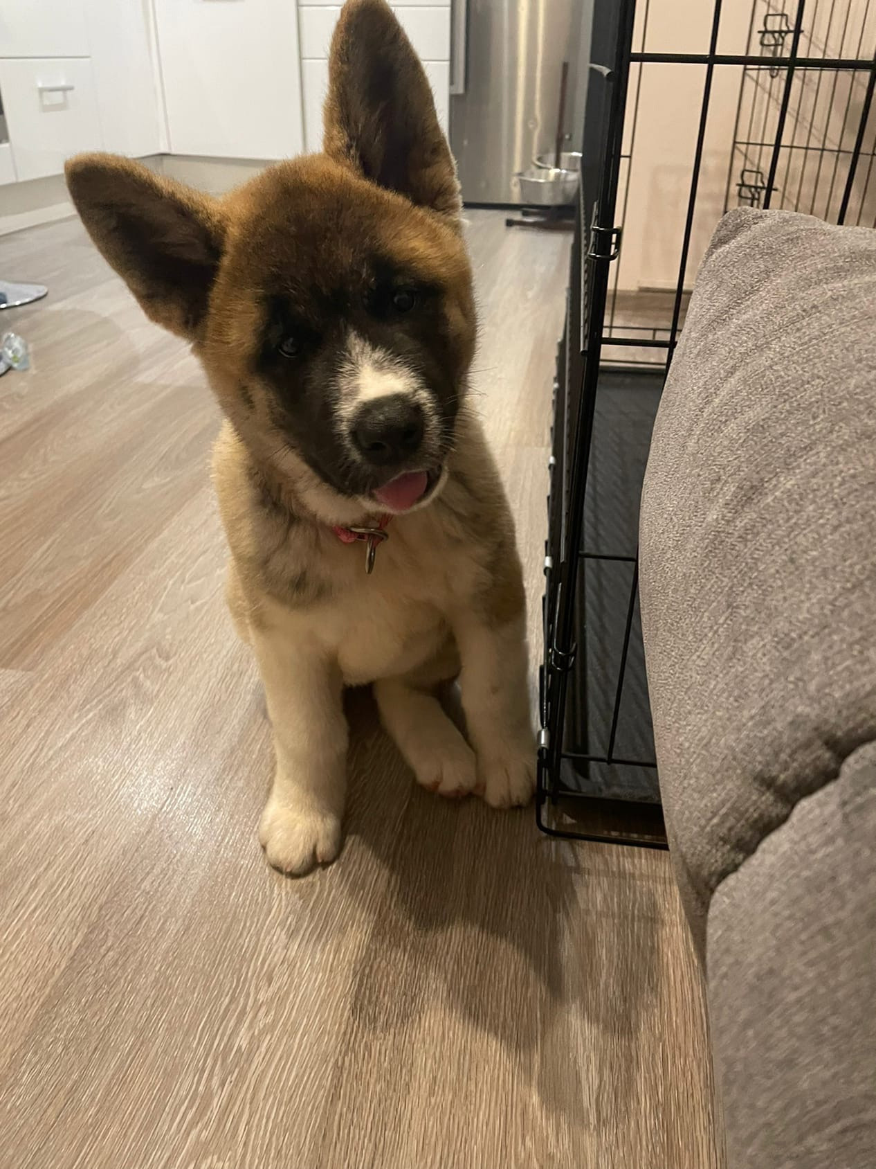 Американская акита питомник RUBYLIGHT. Американская акита I Сиба ину I Питомник RUBYLIGHT