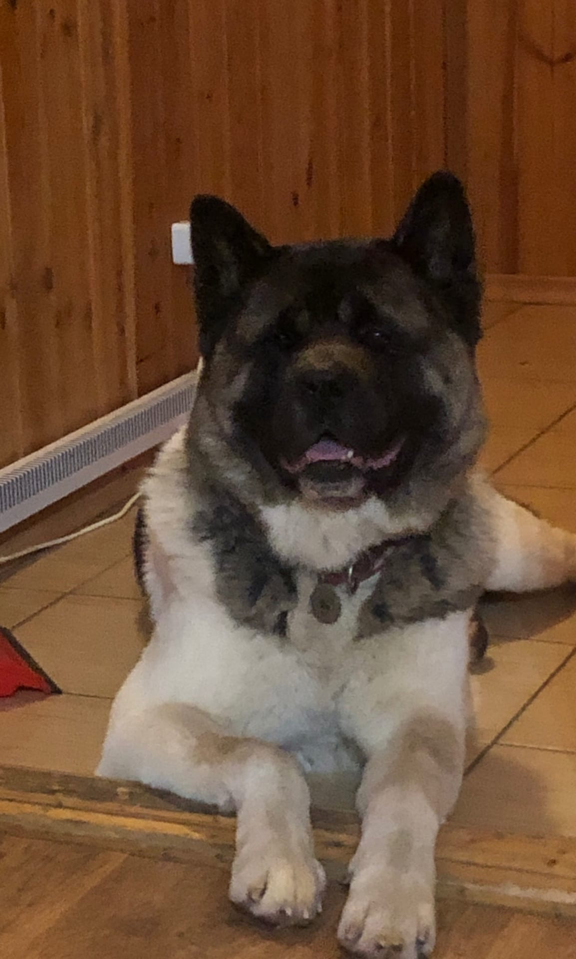 Американская акита питомник RUBYLIGHT. Американская акита I Сиба ину I Питомник RUBYLIGHT