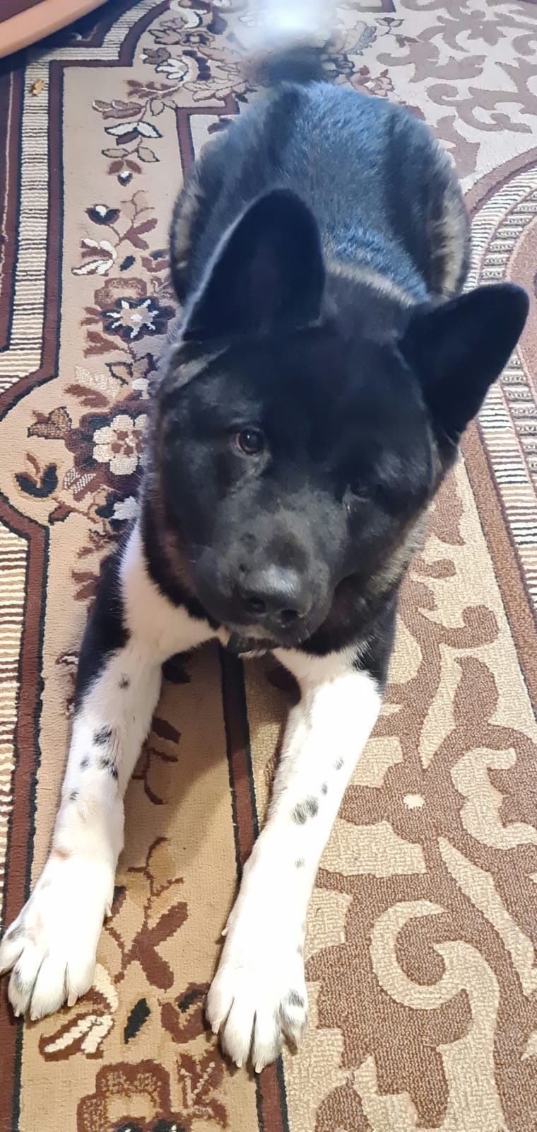 Rubylight Grom Американская акита питомник Рубилайт