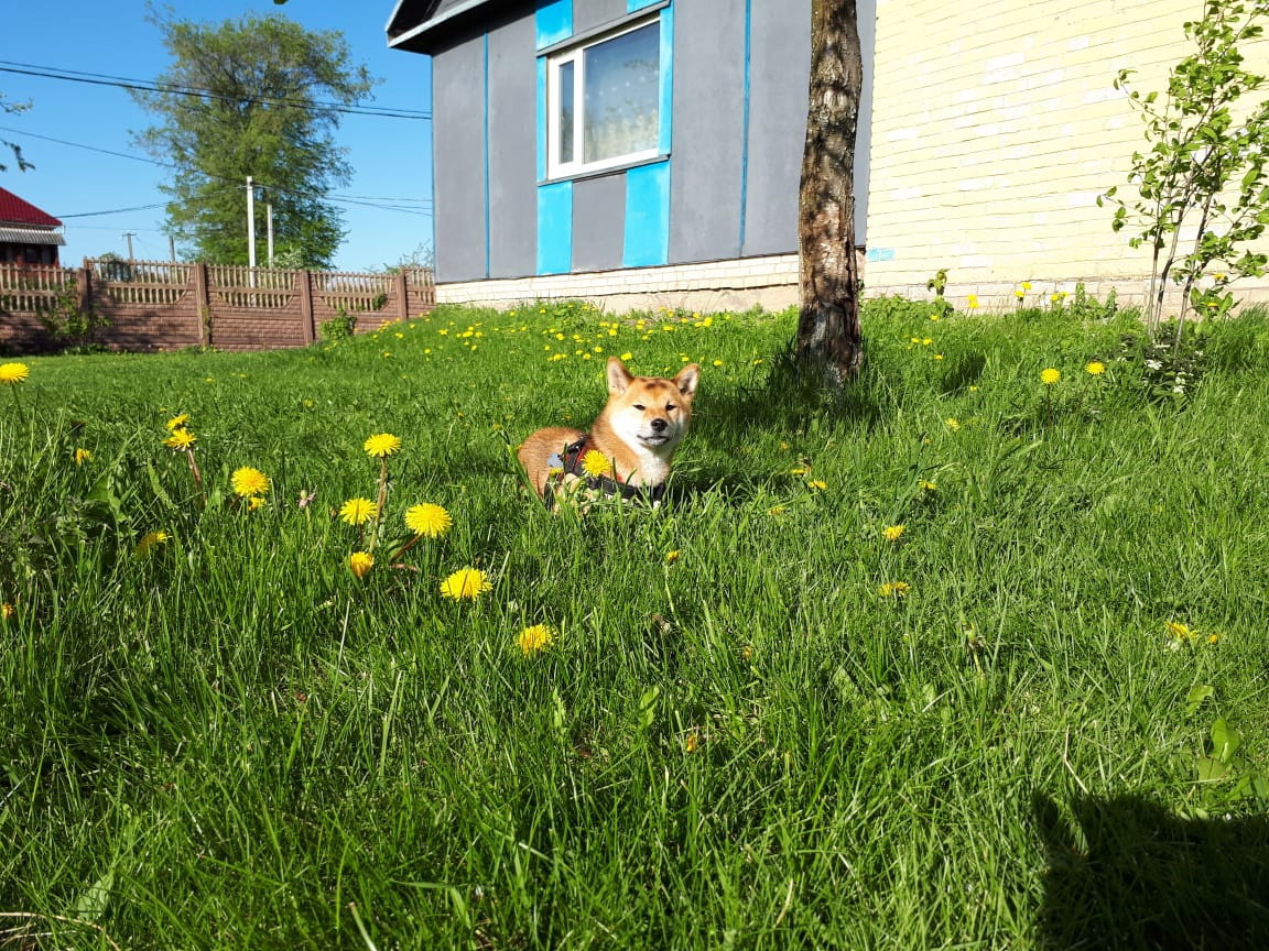 RUBYLIGHT DOLL * Долька (Отец: Хиро * HANDZIMEMESITE HIRO , Мать: Дэва * ZOLOTO PARTII DEVANA GODDESS OF HUNT) сиба