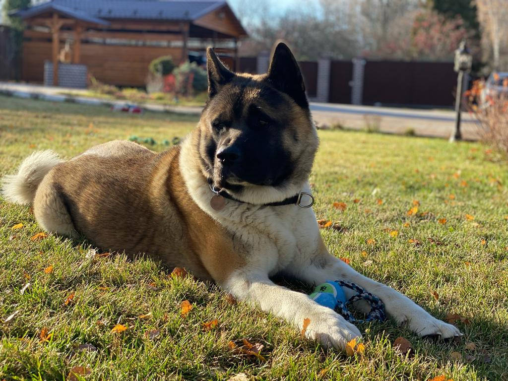 Американская акита питомник RUBYLIGHT. Американская акита I Сиба ину I Питомник RUBYLIGHT