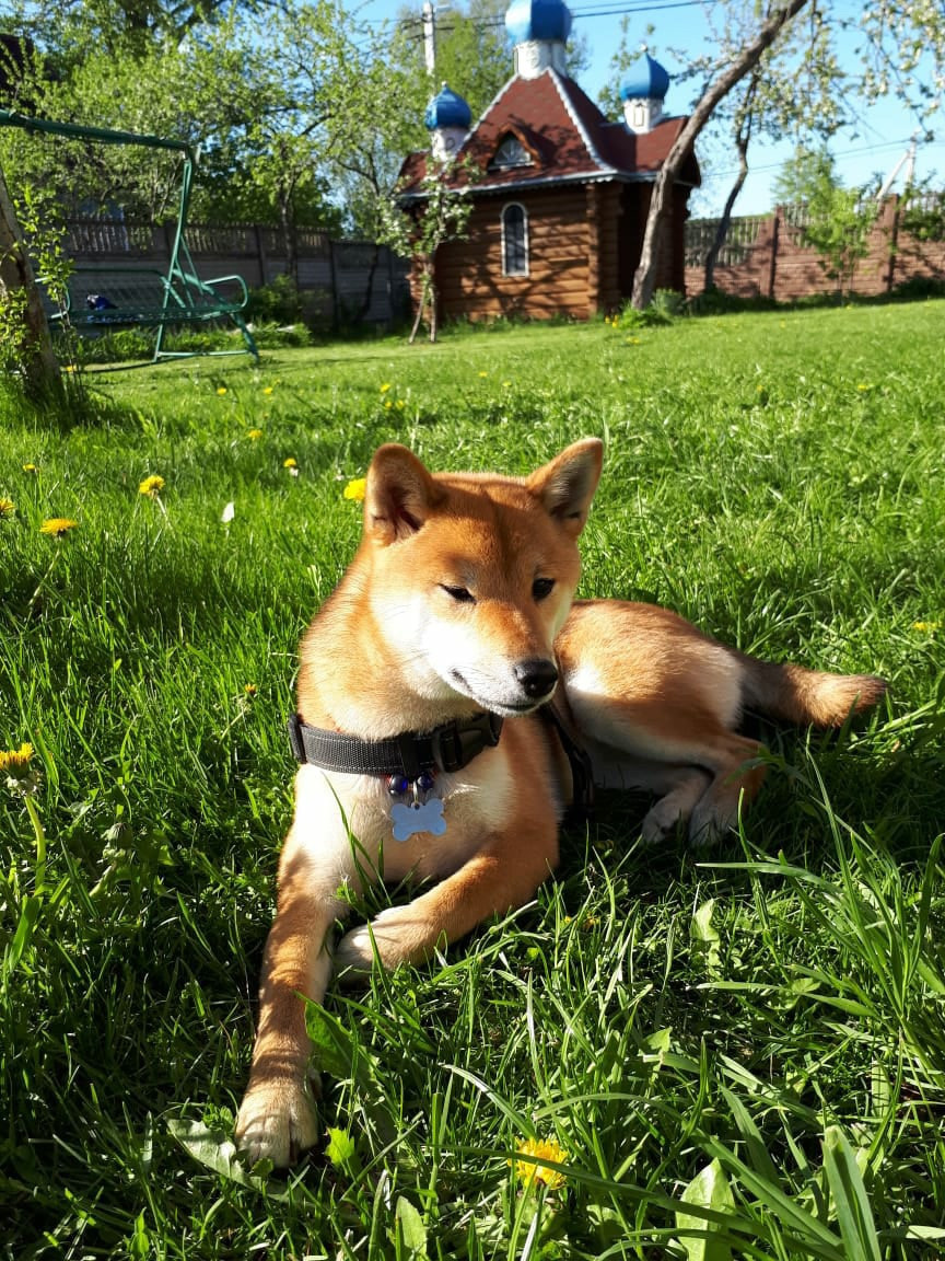 RUBYLIGHT DOLL * Долька (Отец: Хиро * HANDZIMEMESITE HIRO , Мать: Дэва * ZOLOTO PARTII DEVANA GODDESS OF HUNT) сиба