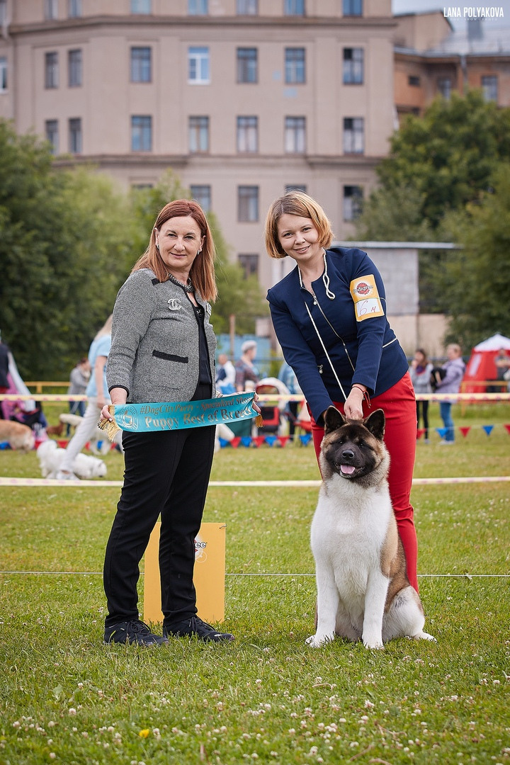 Американская акита питомник RUBYLIGHT. Американская акита I Сиба ину I Питомник RUBYLIGHT