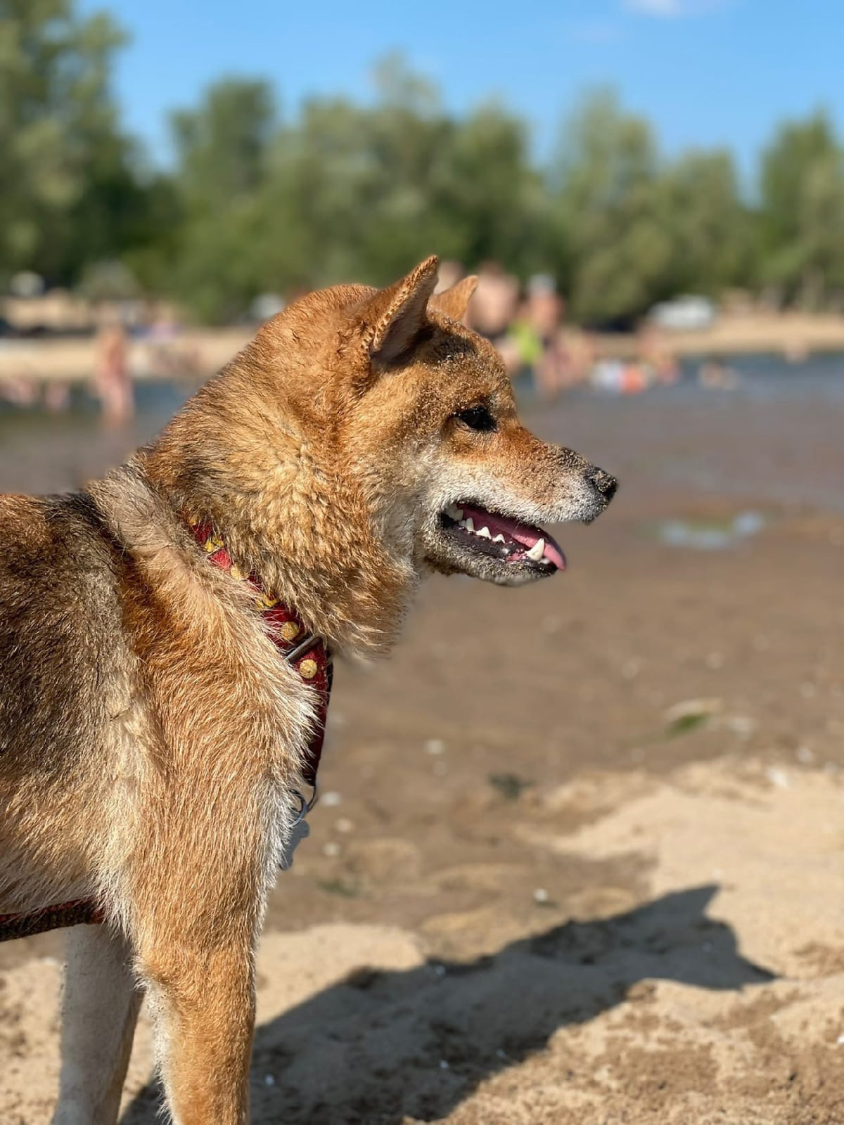 RUBYLIGHT DIN WINCHESTER. AMERICAN AKITA RUBYLIGHT KENNEL I SHIBA-INU