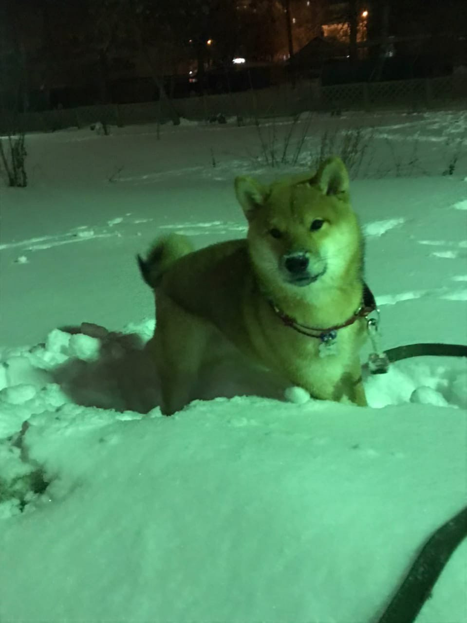 RUBYLIGHT DIN WINCHESTER. AMERICAN AKITA RUBYLIGHT KENNEL I SHIBA-INU