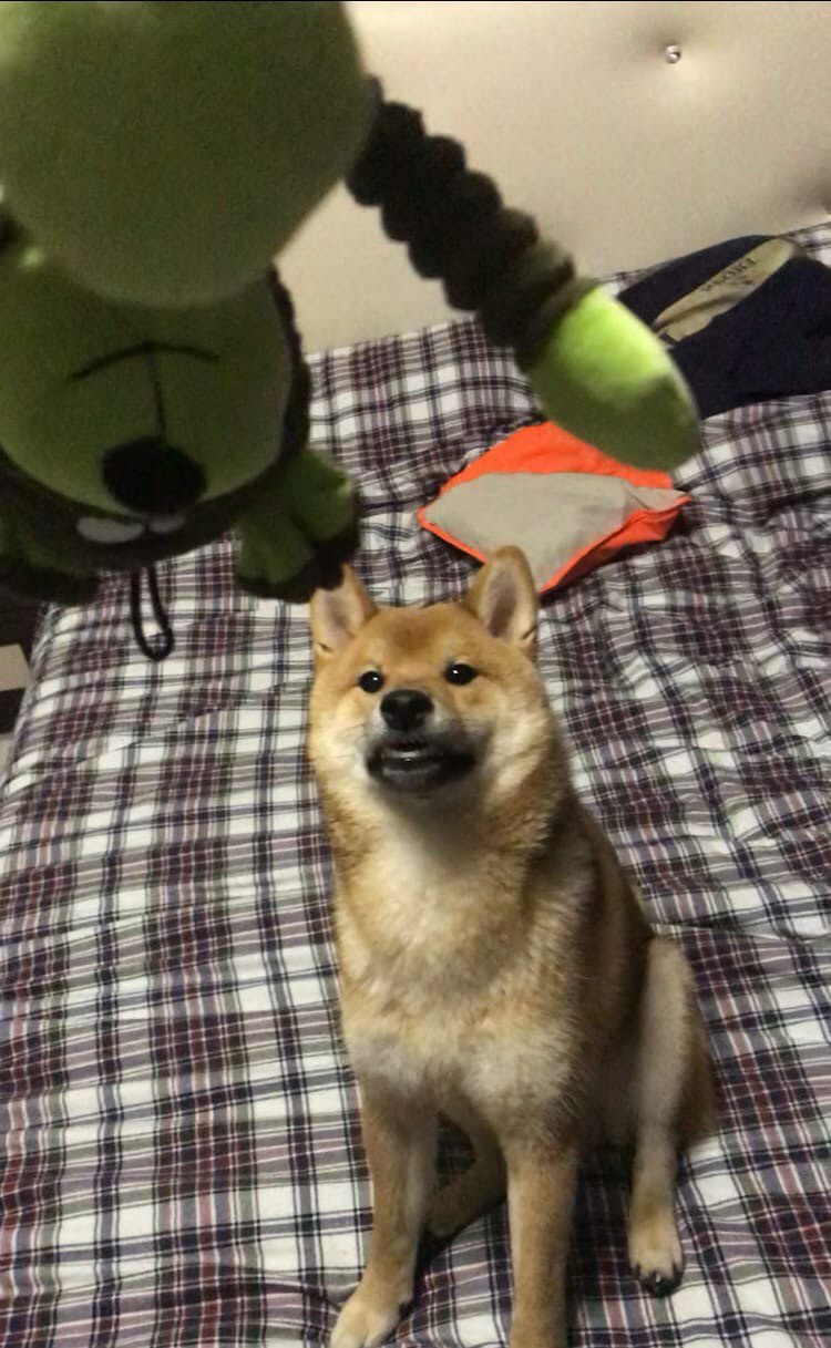 RUBYLIGHT DIN WINCHESTER. AMERICAN AKITA RUBYLIGHT KENNEL I SHIBA-INU