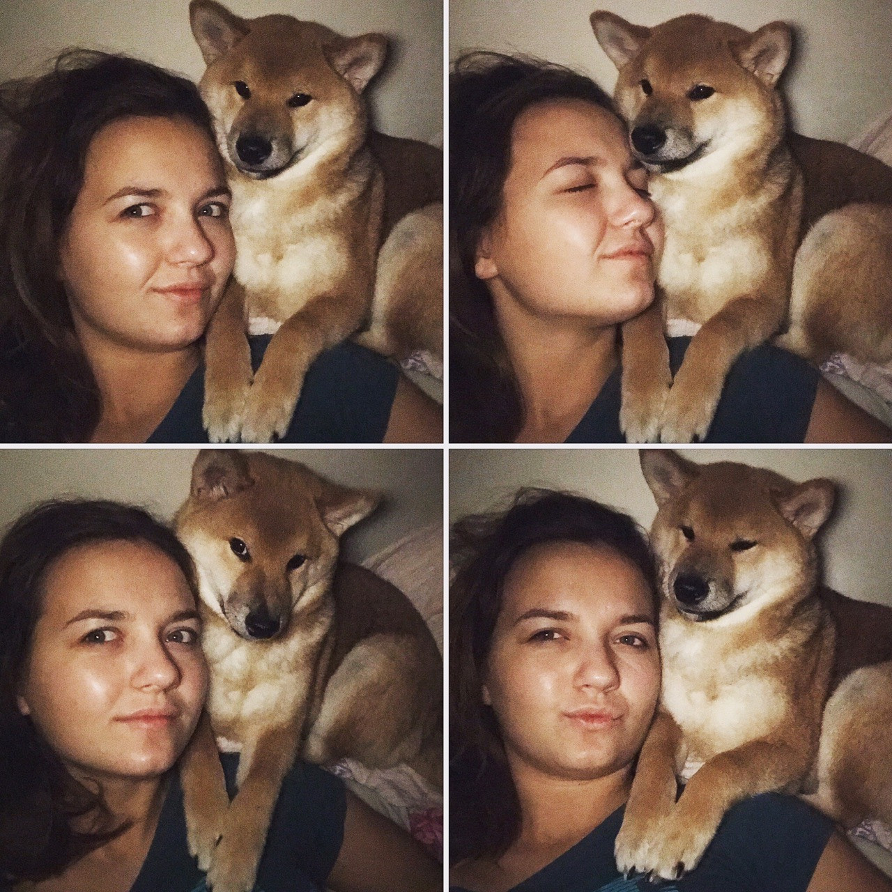 RUBYLIGHT DIN WINCHESTER. AMERICAN AKITA RUBYLIGHT KENNEL I SHIBA-INU