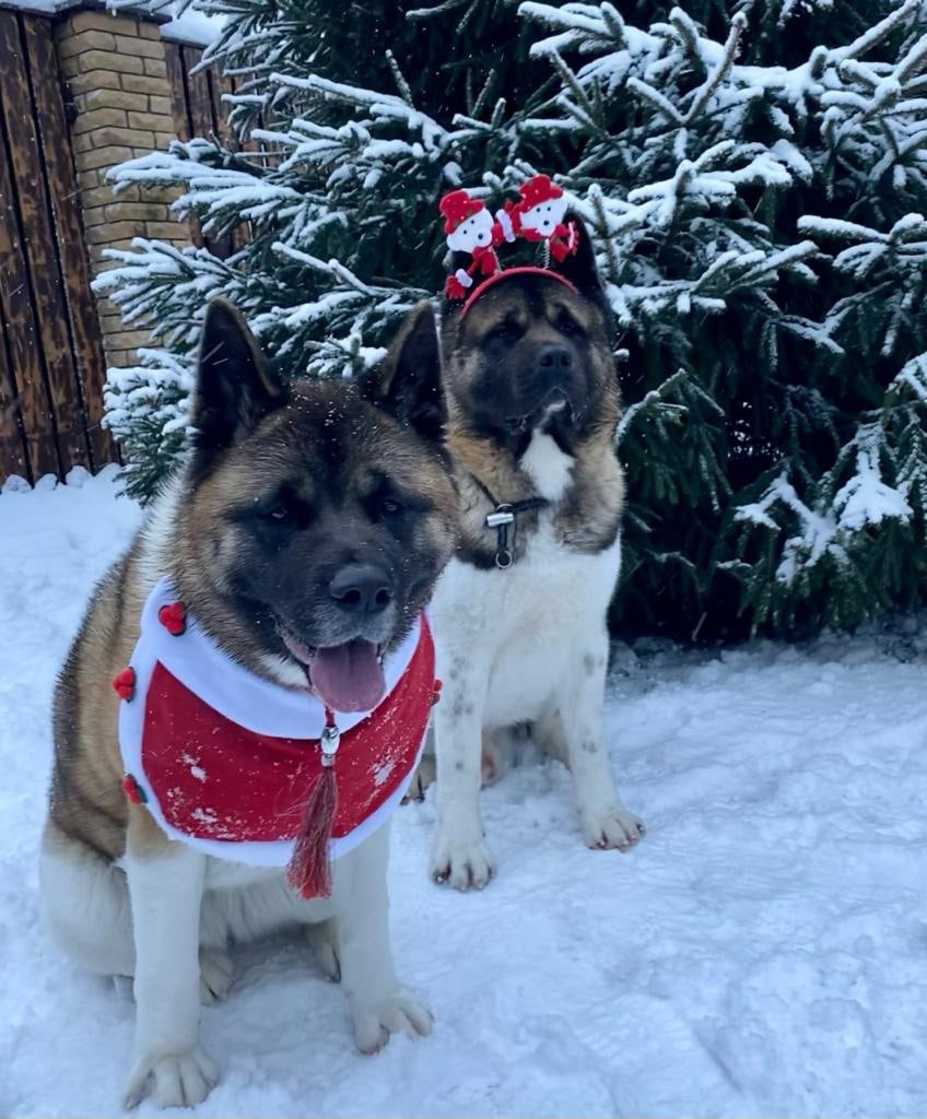 Американская акита питомник RUBYLIGHT. Американская акита I Сиба ину I Питомник RUBYLIGHT