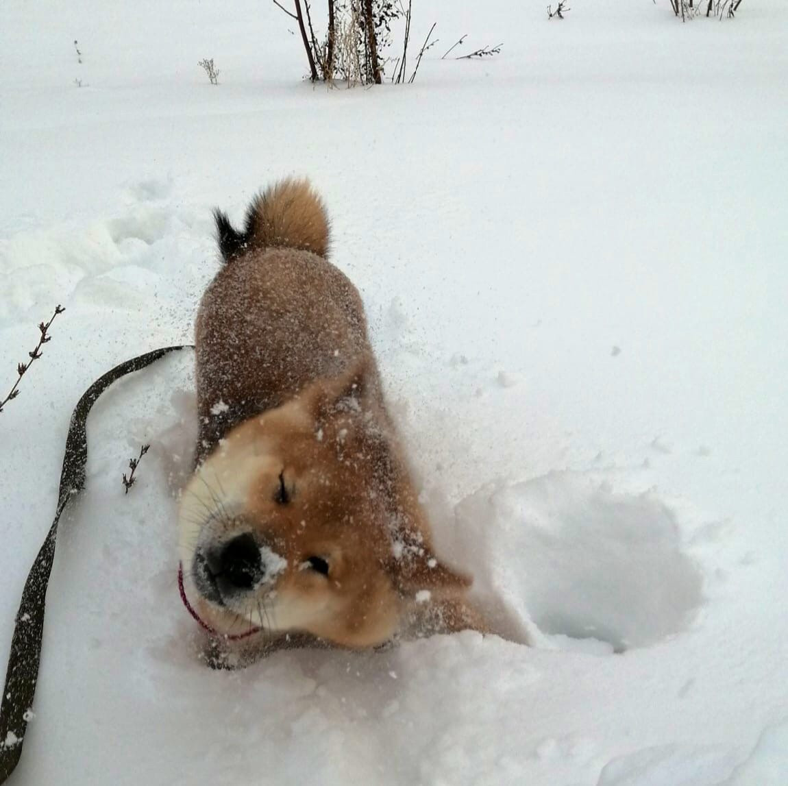 RUBYLIGHT DIN WINCHESTER. AMERICAN AKITA RUBYLIGHT KENNEL I SHIBA-INU