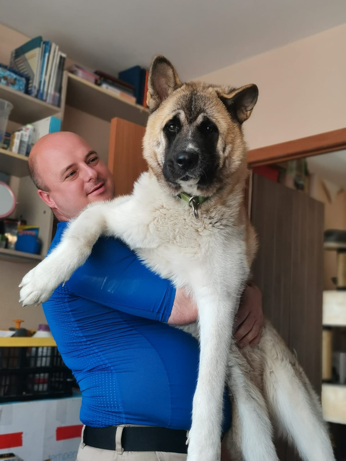 RUBYLIGHT GUCHI * Гуччи. AMERICAN AKITA RUBYLIGHT KENNEL I SHIBA-INU