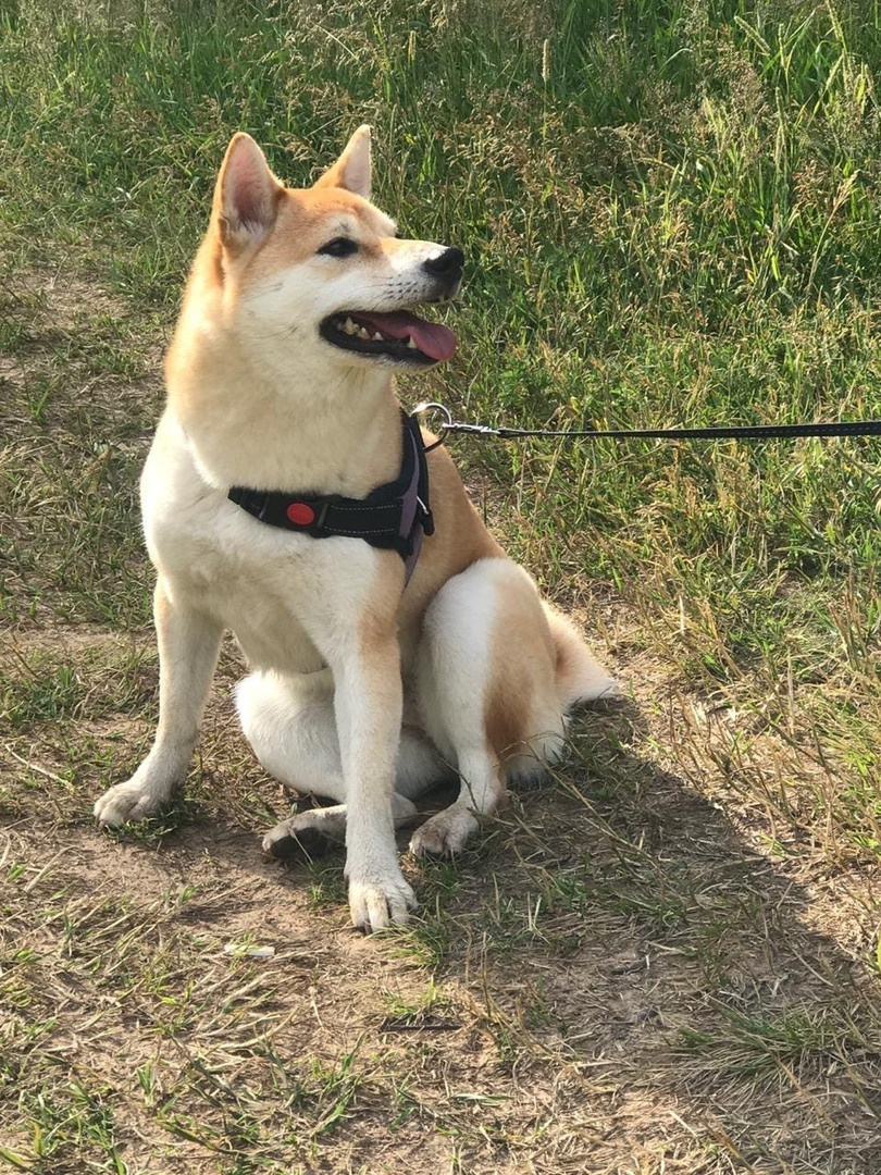 Сиба питомник RUBYLIGHT. Американская акита I Сиба ину I Питомник RUBYLIGHT
