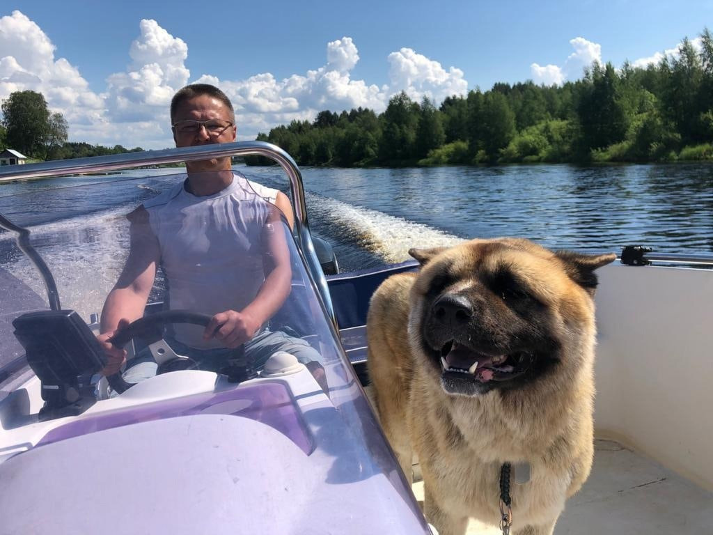 RUBYLIGHT BISHAMON * Тиль. AMERICAN AKITA RUBYLIGHT KENNEL I SHIBA-INU