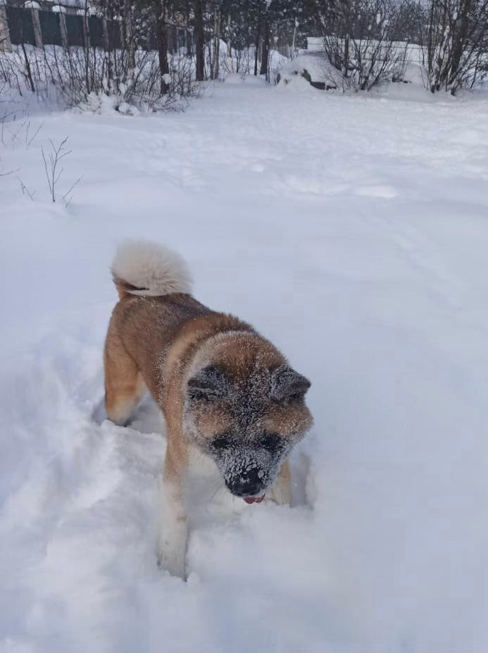 RUBYLIGHT BISHAMON * Тиль. AMERICAN AKITA RUBYLIGHT KENNEL I SHIBA-INU