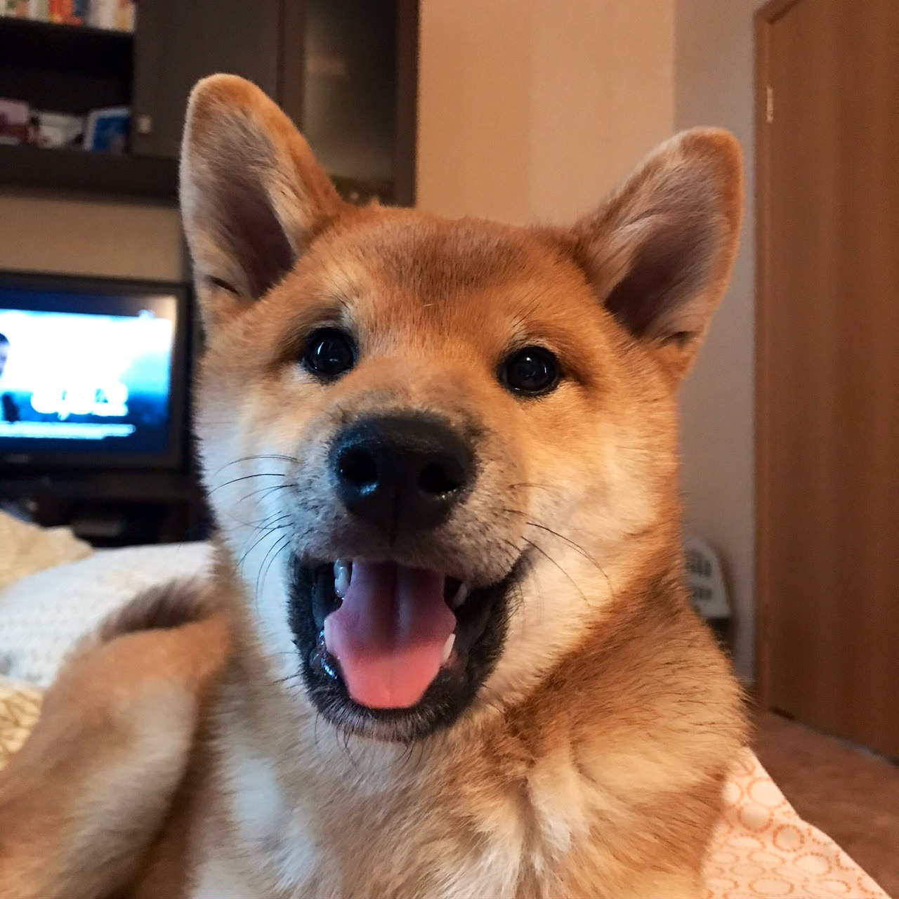 RUBYLIGHT DIN WINCHESTER. AMERICAN AKITA RUBYLIGHT KENNEL I SHIBA-INU