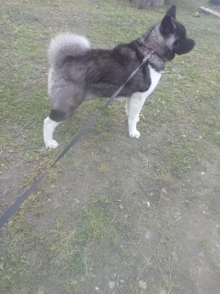 RUBYLIGHT GLAMUR * Глаша. AMERICAN AKITA RUBYLIGHT KENNEL I SHIBA-INU