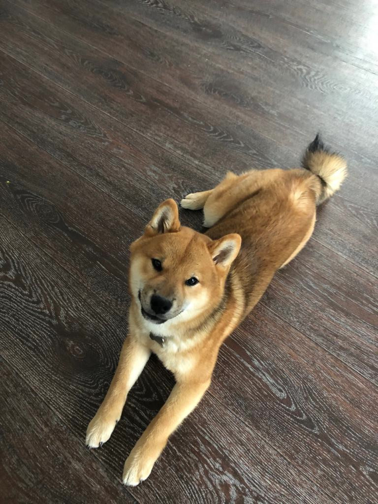 RUBYLIGHT DEXTER. AMERICAN AKITA RUBYLIGHT KENNEL I SHIBA-INU