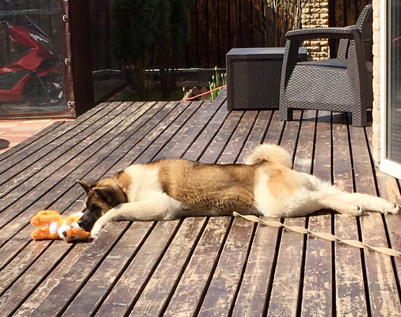 Американская акита питомник RUBYLIGHT. Американская акита I Сиба ину I Питомник RUBYLIGHT