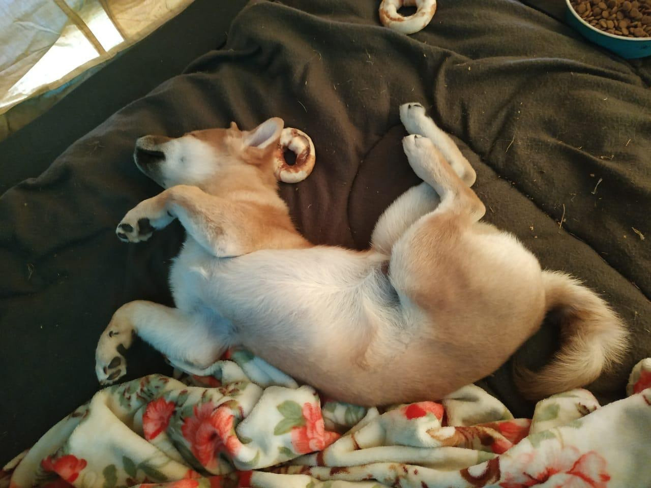 RUBYLIGHT Joker. AMERICAN AKITA RUBYLIGHT KENNEL I SHIBA-INU