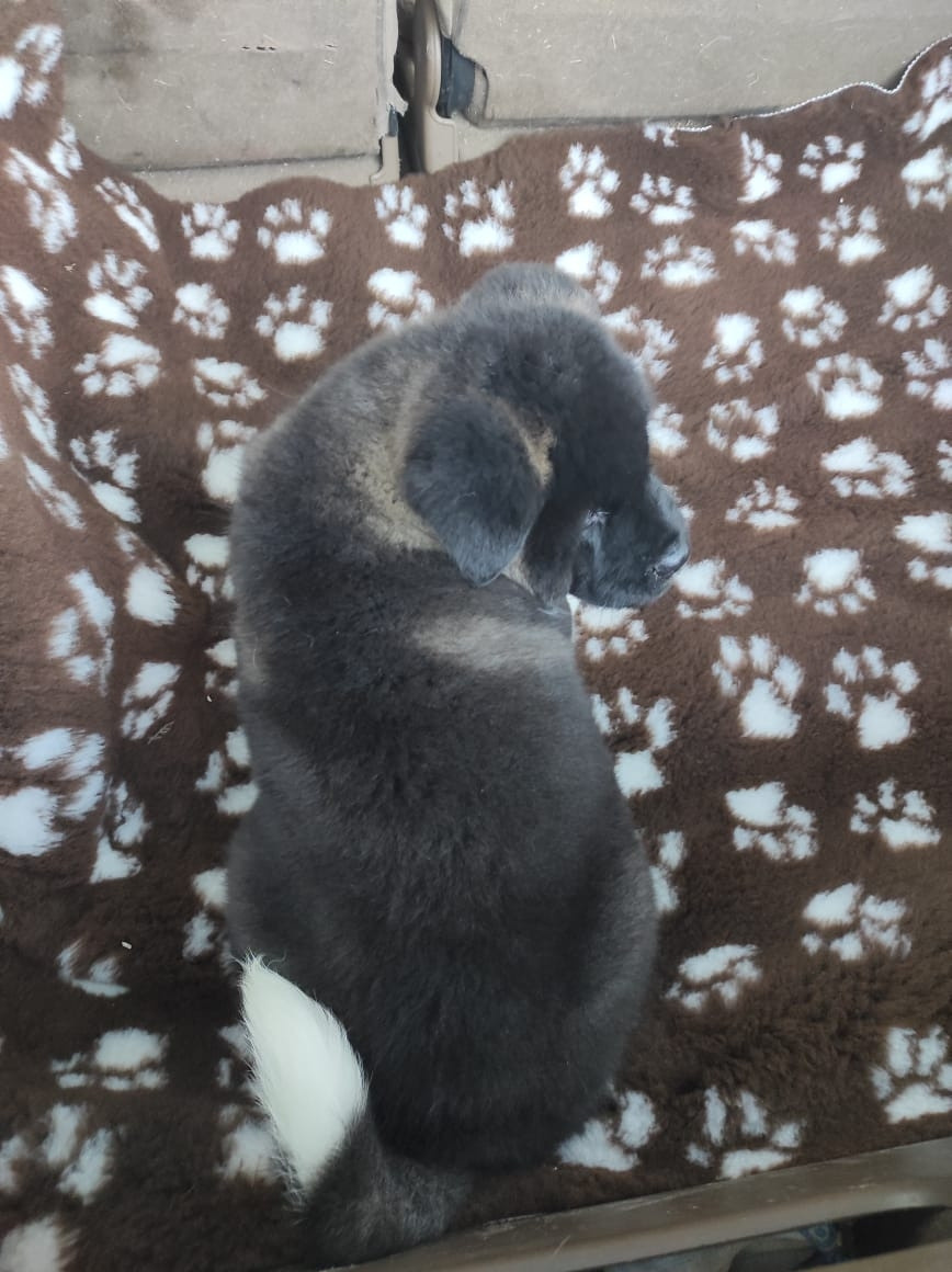 Rubylight Grom Американская акита питомник Рубилайт