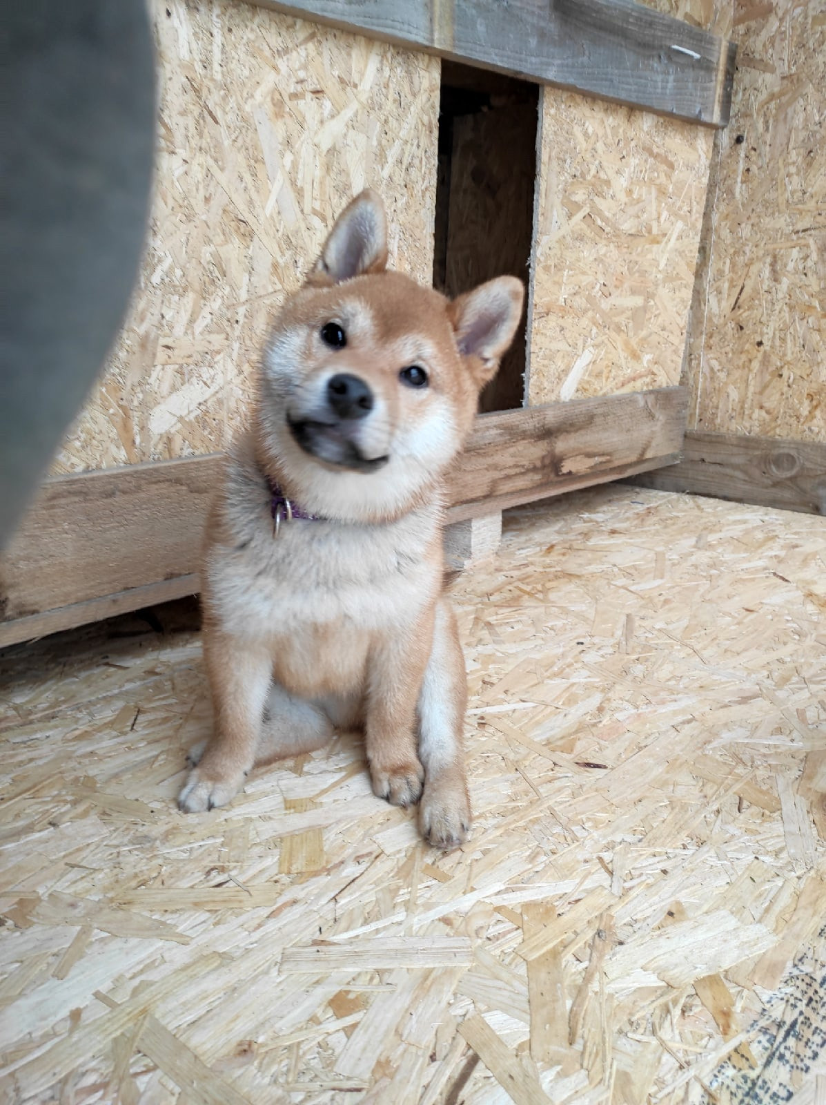 Кобель для вязки сиба Санкт-Петербург питомник Рубилайт Rubylight Тор * Exceligmos Victor