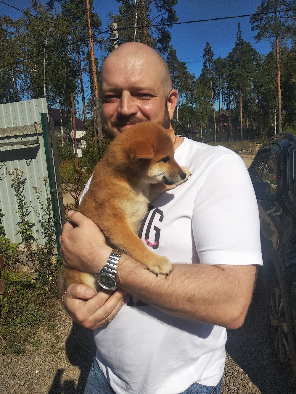 Сиба питомник RUBYLIGHT. Американская акита I Сиба ину I Питомник RUBYLIGHT