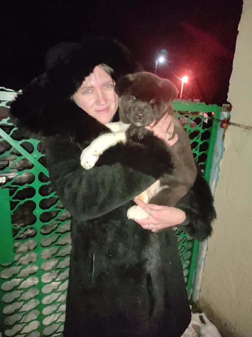 Rubylight Grom Американская акита питомник Рубилайт