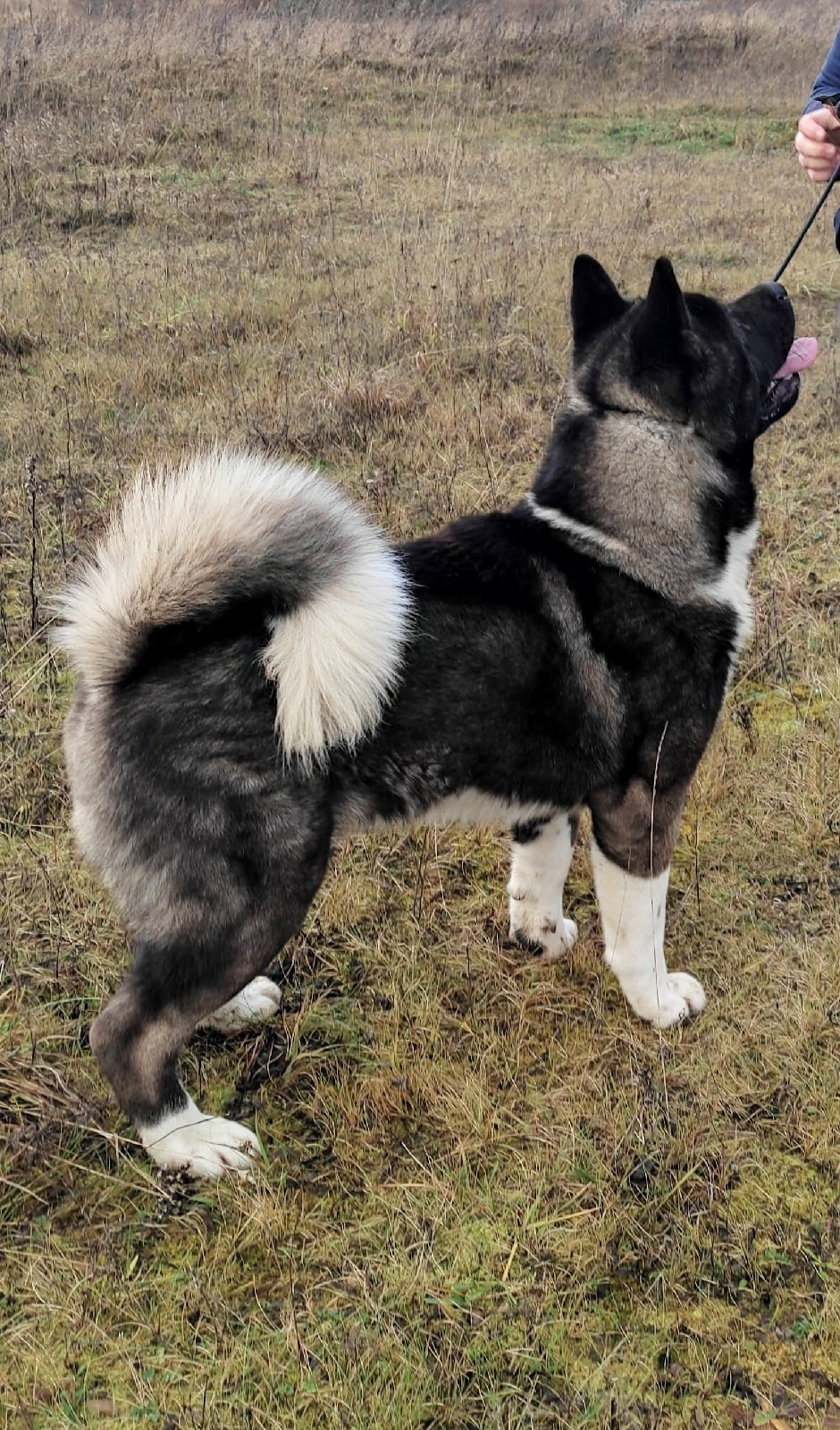 МЭР * Alter Real Merkurу  американская акита рубилайт rubylight акита вязка щенки