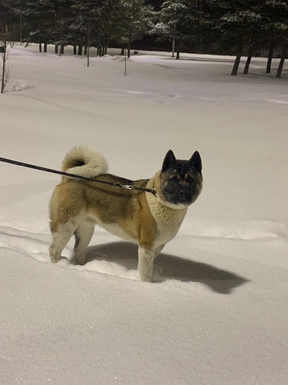 Американская акита питомник RUBYLIGHT. Американская акита I Сиба ину I Питомник RUBYLIGHT