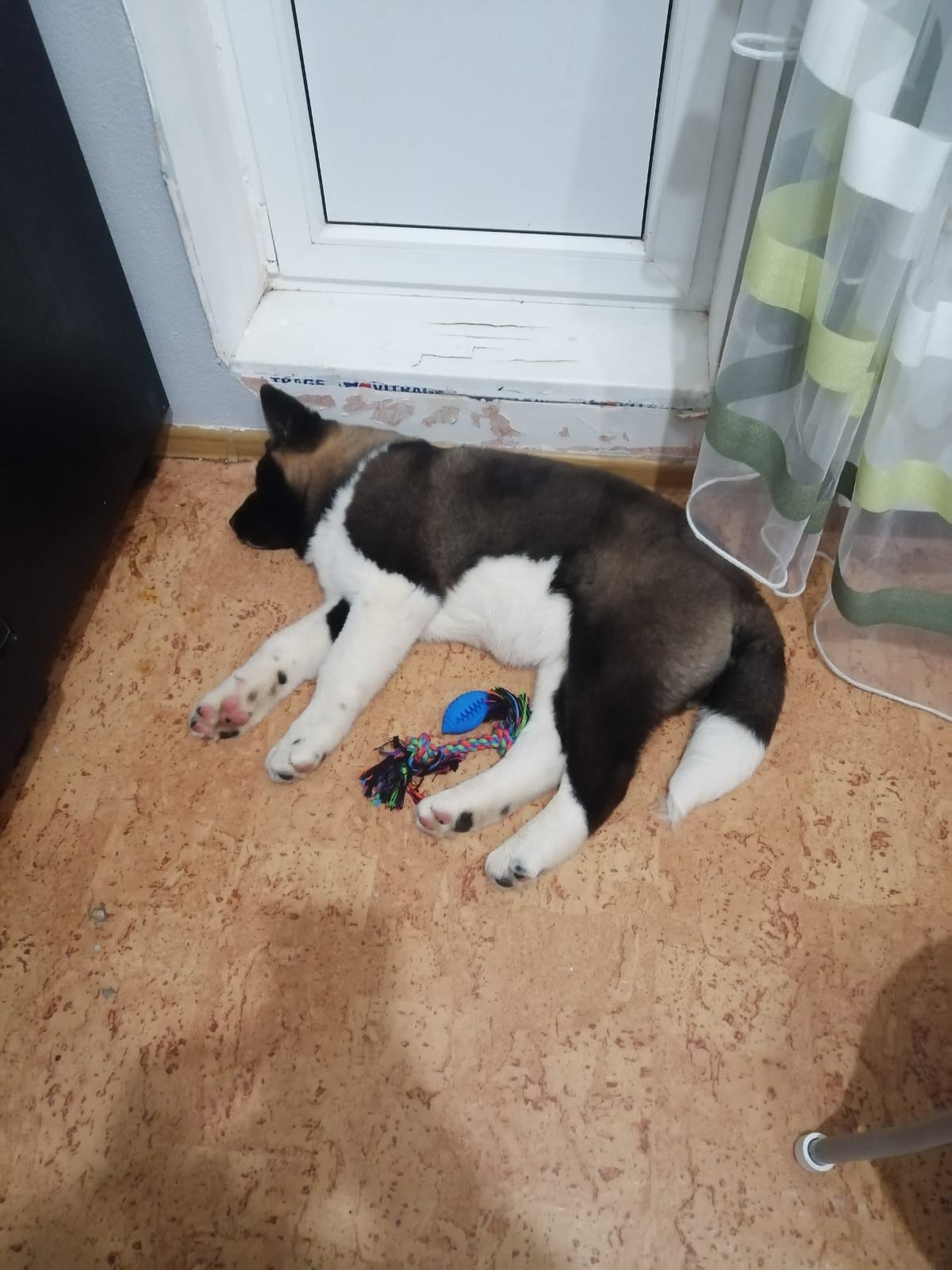 Американская акита питомник RUBYLIGHT. Американская акита I Сиба ину I Питомник RUBYLIGHT