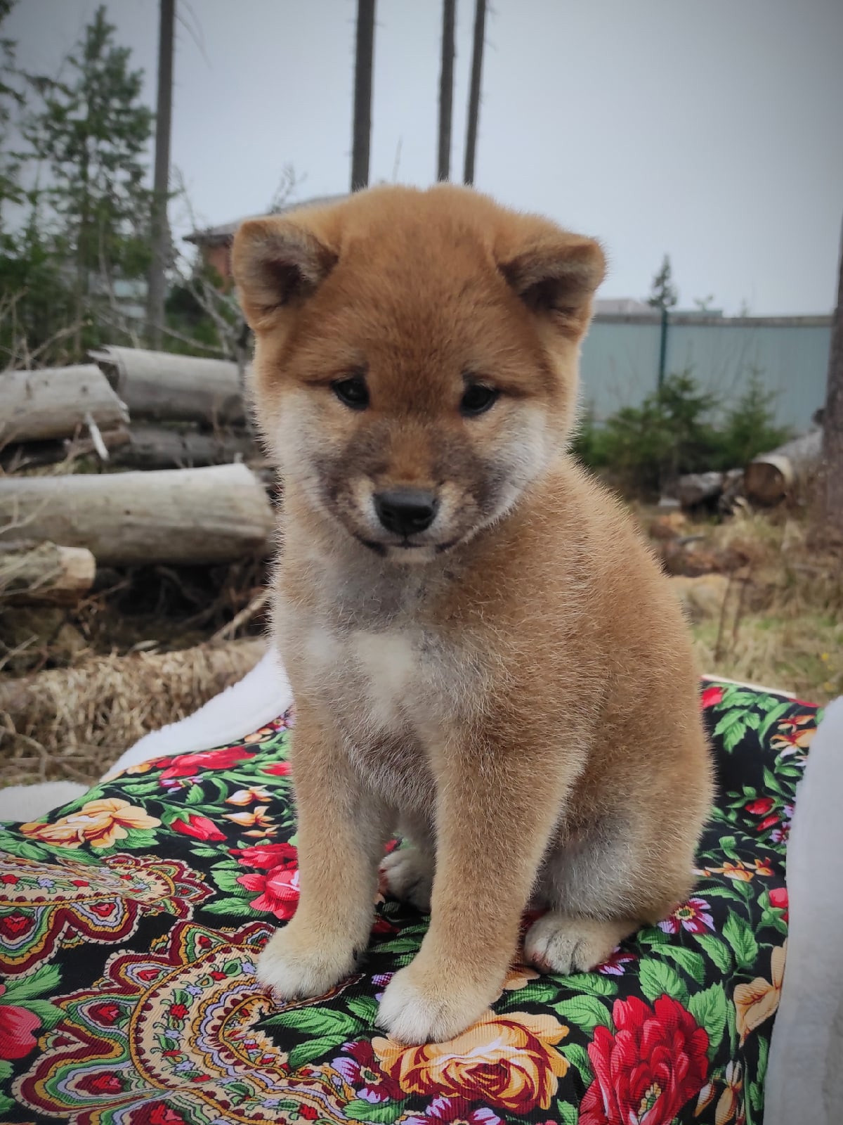 RUBYLIGHT Joker. AMERICAN AKITA RUBYLIGHT KENNEL I SHIBA-INU