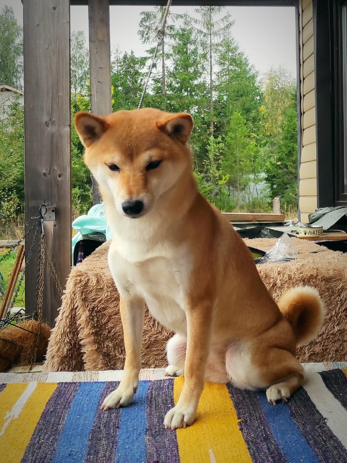 Ясная * IMPERIYA ELENSVETA ASTA LA VISTA, Санкт-Петербург, RUBYLIGHT kennel