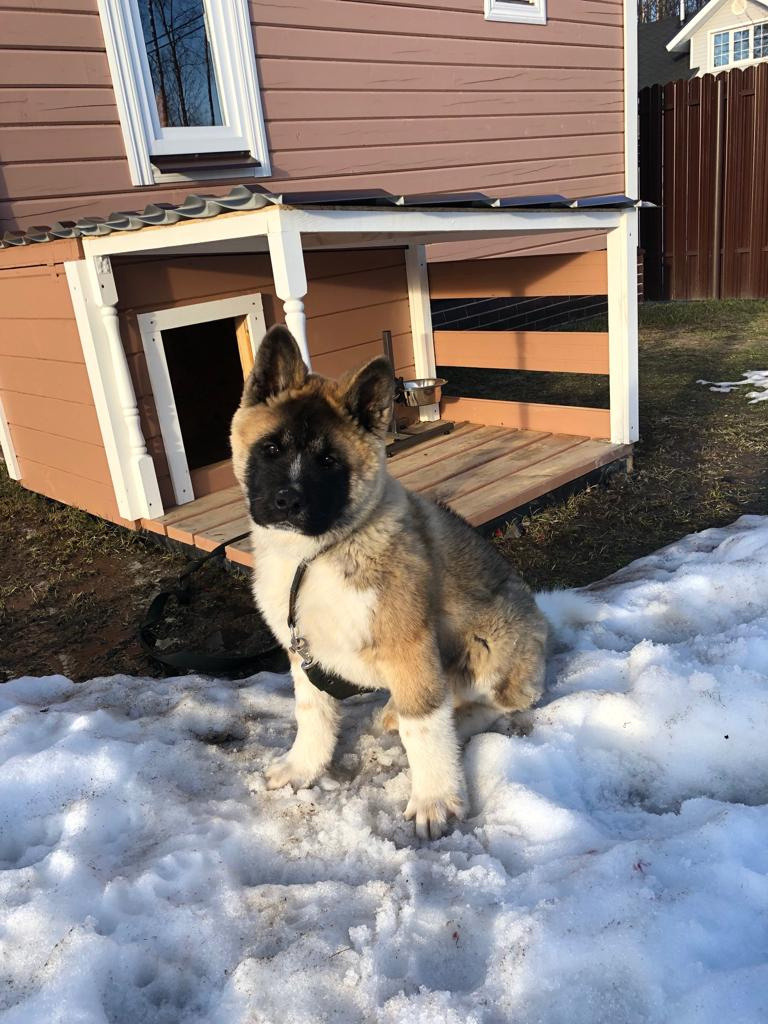 RUBYLIGHT BISHAMON * Тиль. AMERICAN AKITA RUBYLIGHT KENNEL I SHIBA-INU