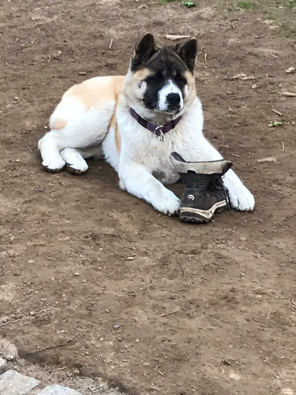 RUBYLIGHT EGEVIKA. AMERICAN AKITA RUBYLIGHT KENNEL I SHIBA-INU