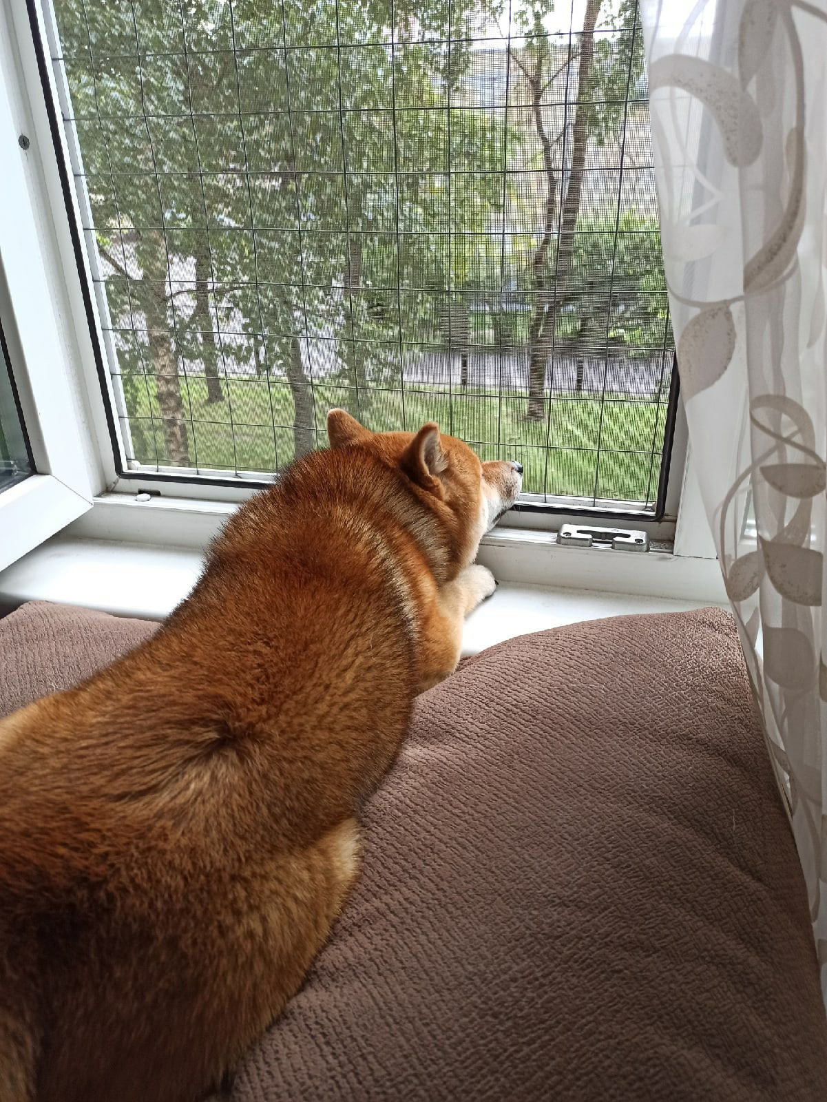 Сиба питомник RUBYLIGHT. Американская акита I Сиба ину I Питомник RUBYLIGHT