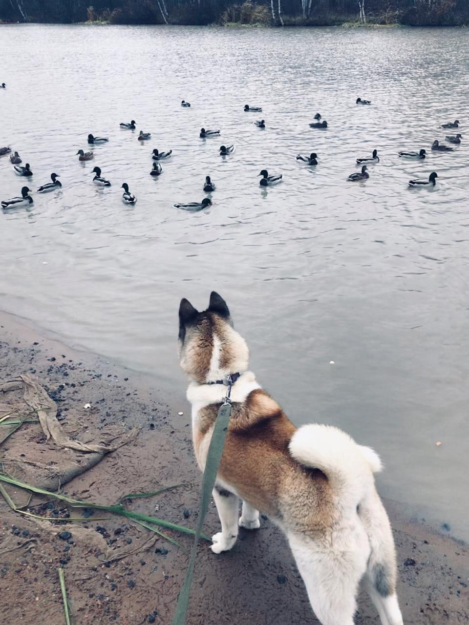 RUBYLIGHT EGEVIKA. AMERICAN AKITA RUBYLIGHT KENNEL I SHIBA-INU