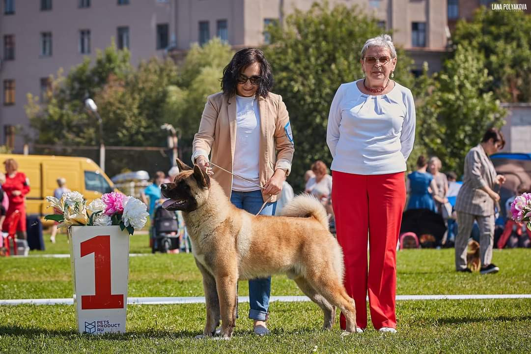 Отец помёта М — NATIVEBEAR LEGION MAN , Американская Акита Санкт-Петербург