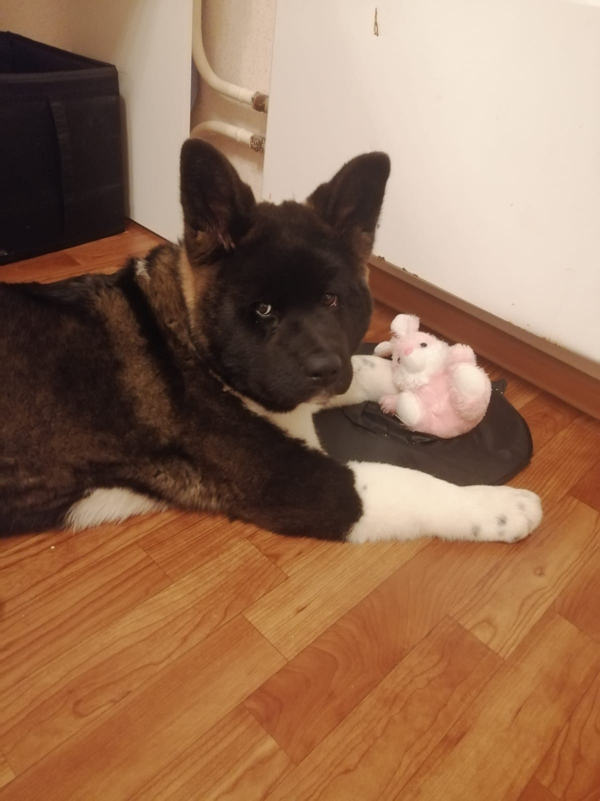 Американская акита питомник RUBYLIGHT. Американская акита I Сиба ину I Питомник RUBYLIGHT