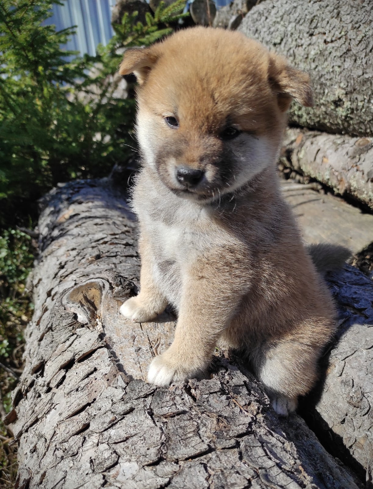 RUBYLIGHT Joker. AMERICAN AKITA RUBYLIGHT KENNEL I SHIBA-INU