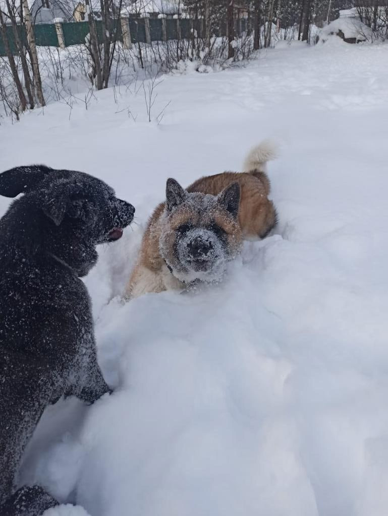 RUBYLIGHT BISHAMON * Тиль. AMERICAN AKITA RUBYLIGHT KENNEL I SHIBA-INU