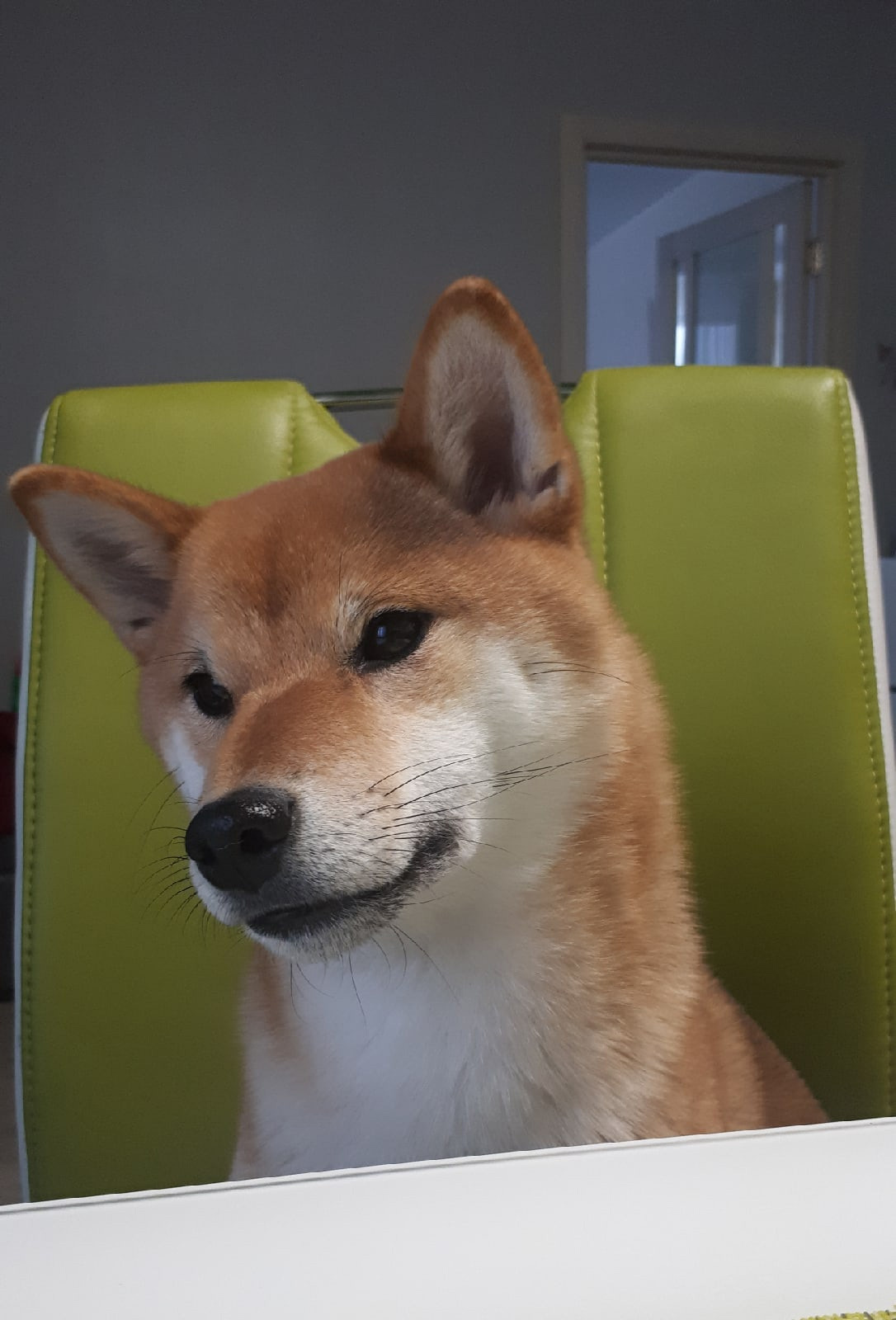 RUBYLIGHT DOLL * Долька (Отец: Хиро * HANDZIMEMESITE HIRO , Мать: Дэва * ZOLOTO PARTII DEVANA GODDESS OF HUNT) сиба