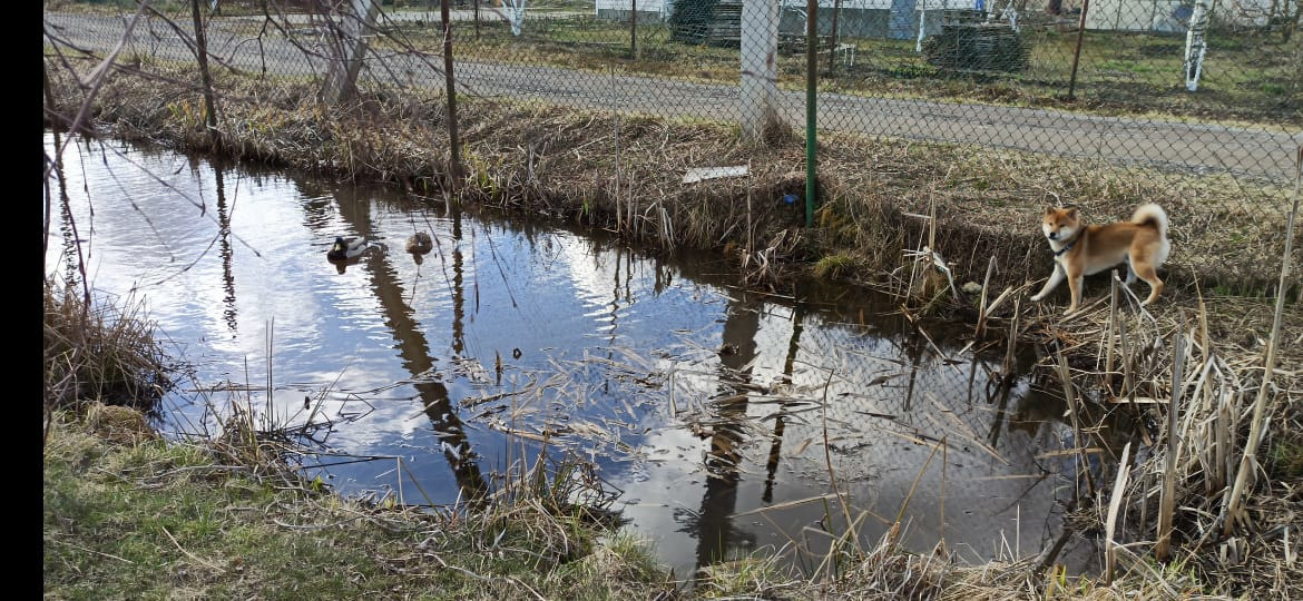 Сиба питомник RUBYLIGHT. Американская акита I Сиба ину I Питомник RUBYLIGHT