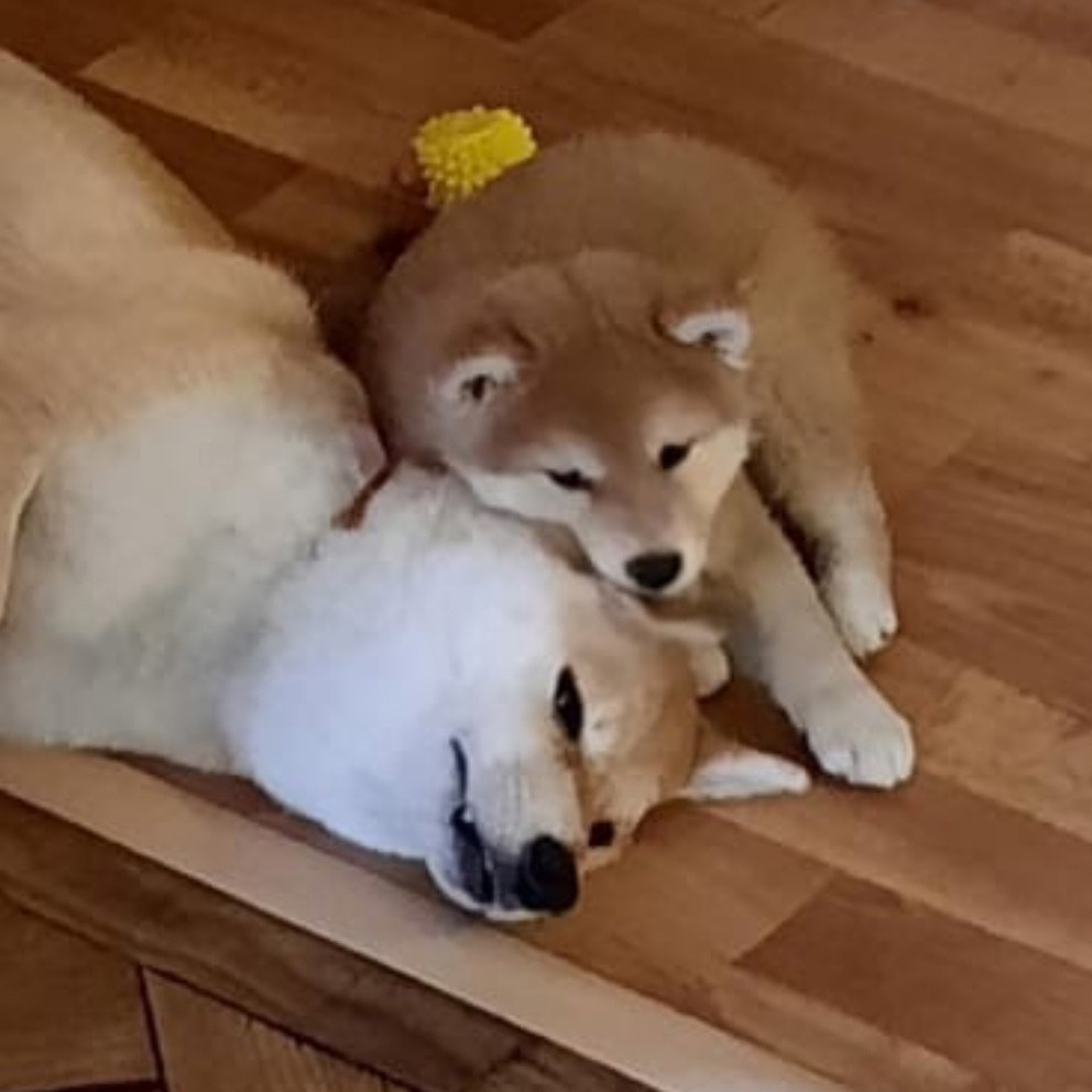 Сиба питомник RUBYLIGHT. Американская акита I Сиба ину I Питомник RUBYLIGHT