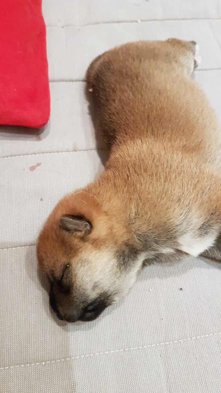 RUBYLIGHT NIKOLE, Отец: SHIOMARU EVER DREAM Мать: TRIUMF SIBIRI AKIKO CHIKAKO, Санкт-Петербург, RUBYLIGHT kennel