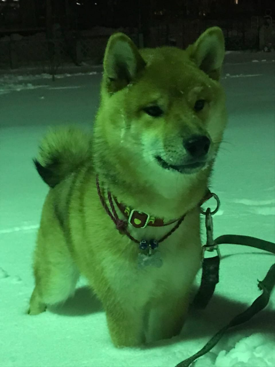 RUBYLIGHT DIN WINCHESTER. AMERICAN AKITA RUBYLIGHT KENNEL I SHIBA-INU