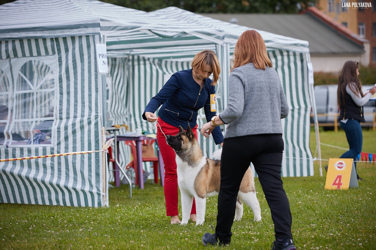 Американская акита питомник RUBYLIGHT. Американская акита I Сиба ину I Питомник RUBYLIGHT