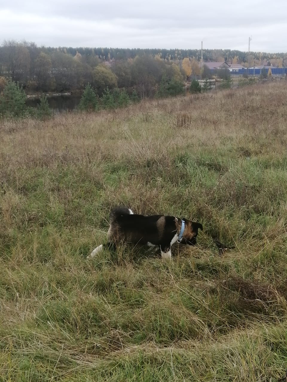 Американская акита питомник RUBYLIGHT. Американская акита I Сиба ину I Питомник RUBYLIGHT